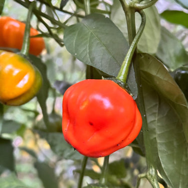 Aji Dulce Orange - Seeds - The Pepper Pantry (Formerly Marie Sharp's)